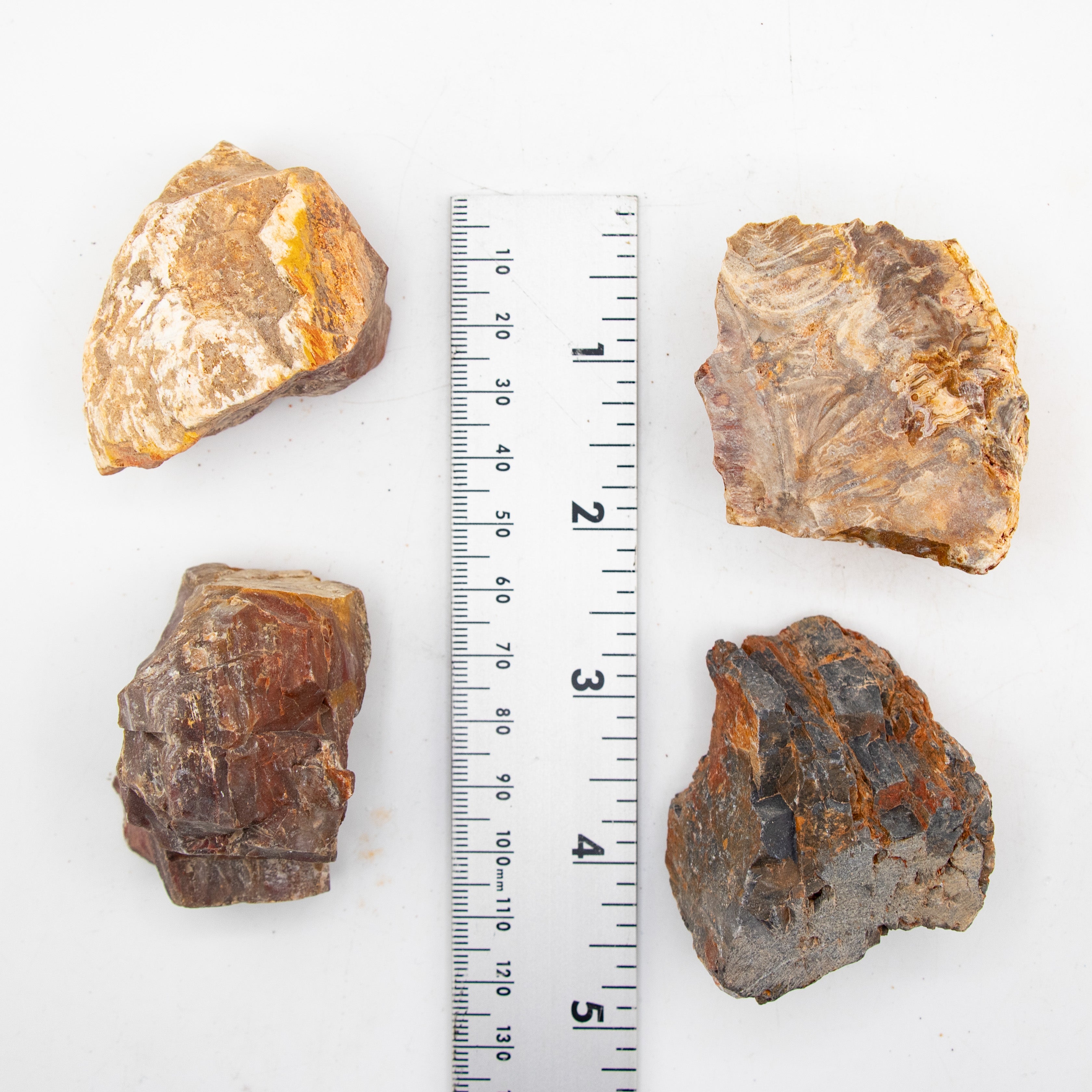 Petrified Wood Rough Stone, 3-6cm, 20 Pieces in a Pack