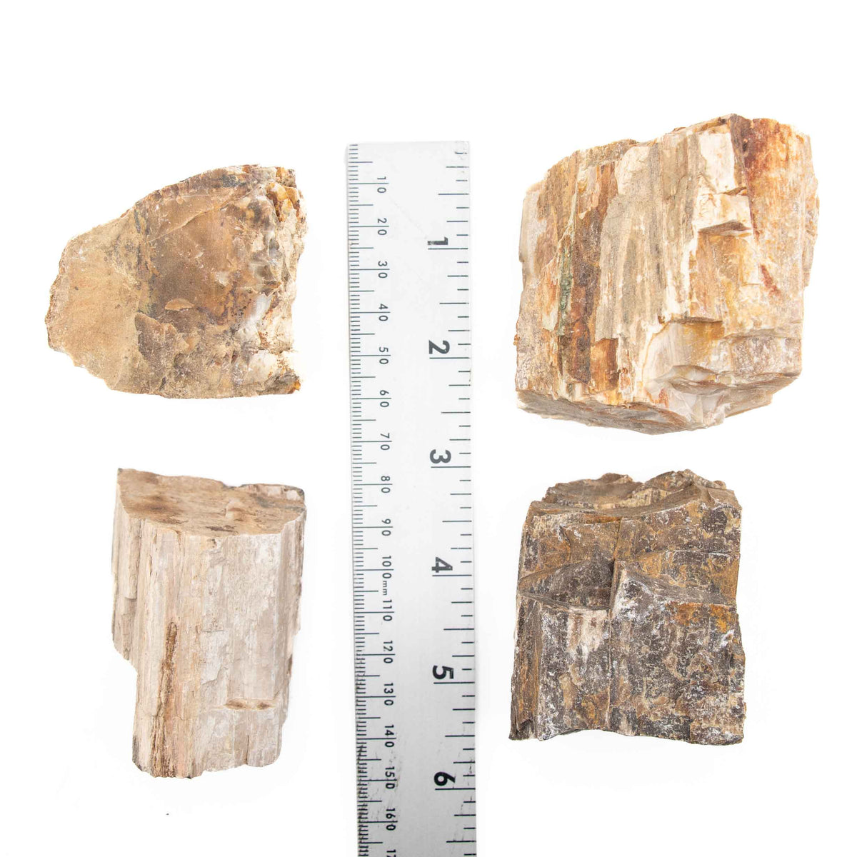 Petrified Wood Rough Stone, 4-6 cm, 1 KG Pack