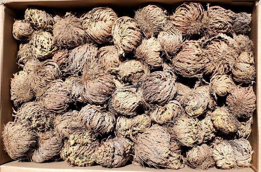 Jericho Flower Small, Medium, & Large - 6pcs Mix Size Pack