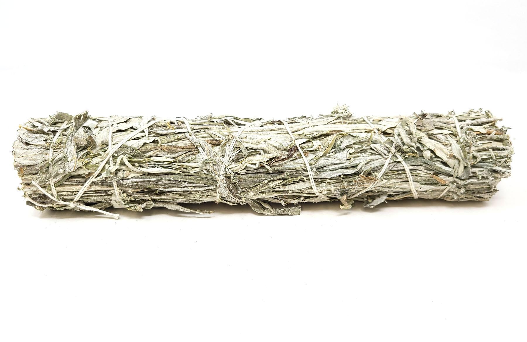 Black Sage (Mugwort) 8", 6pcs Pack