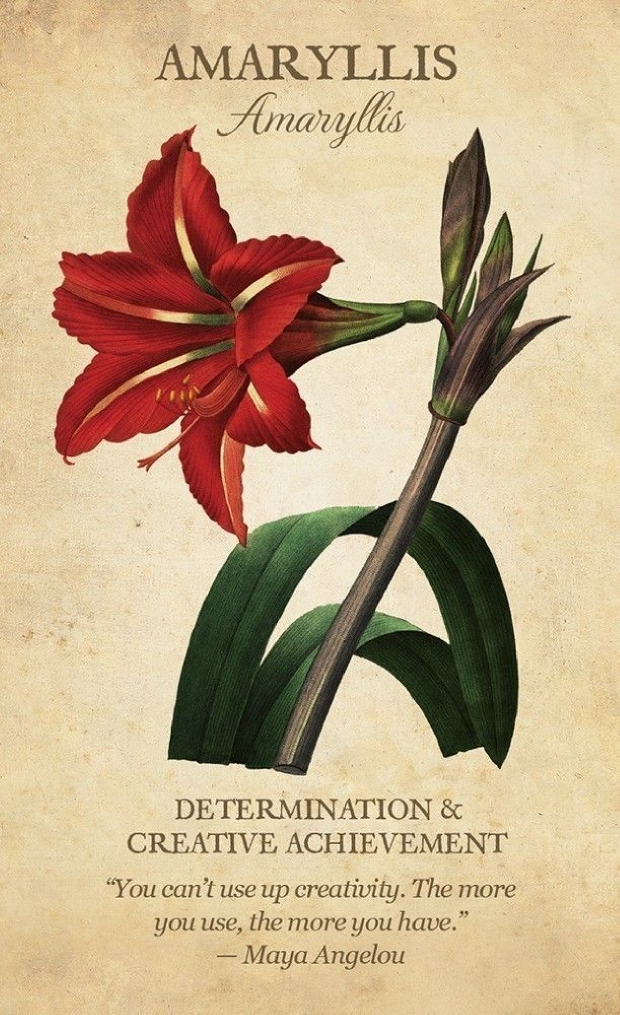 Botanical Inspirations Deck & Book Set