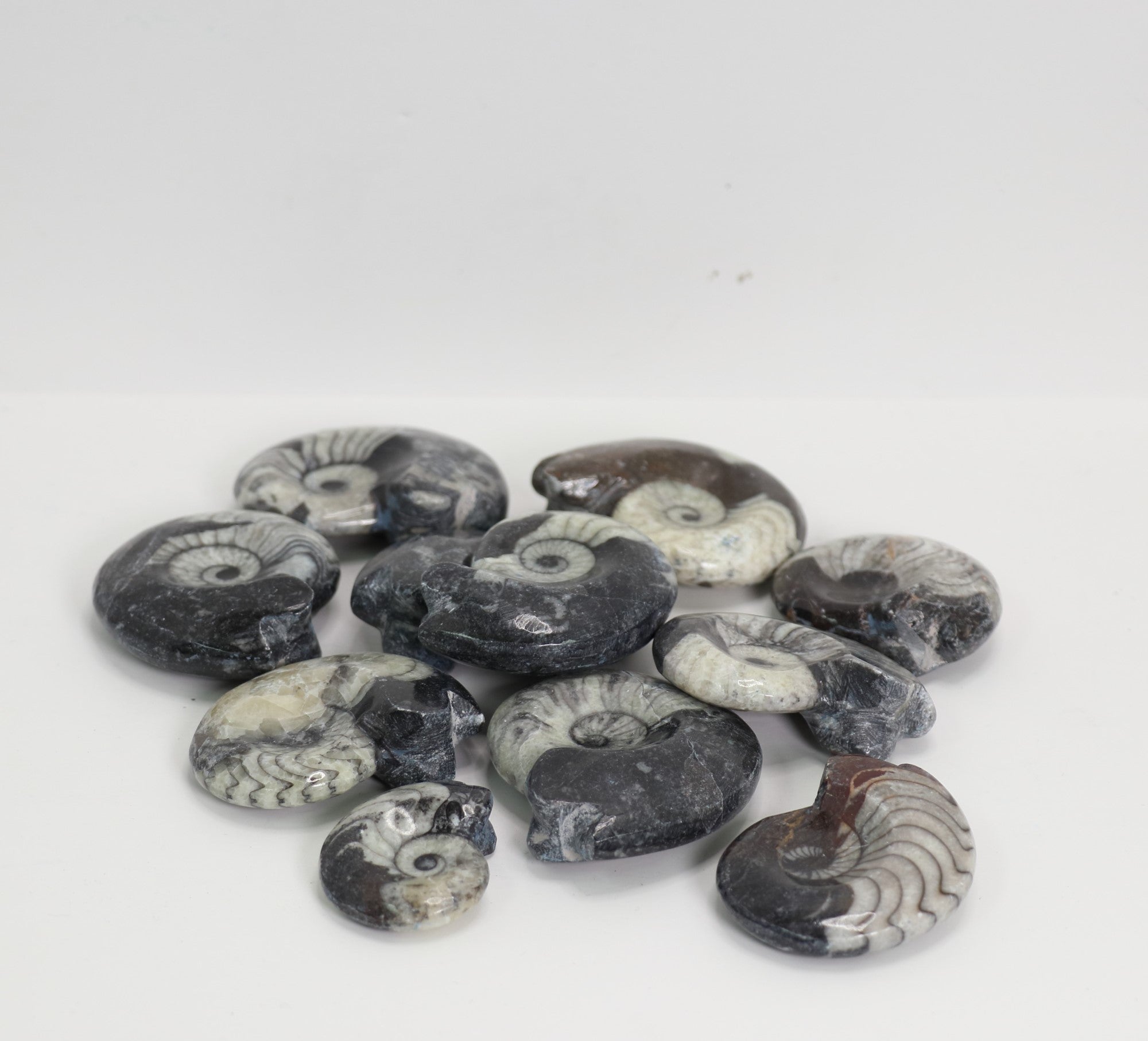 Ammonite Fossil, Polished on Rock, 2,5" Inch, Standard Size