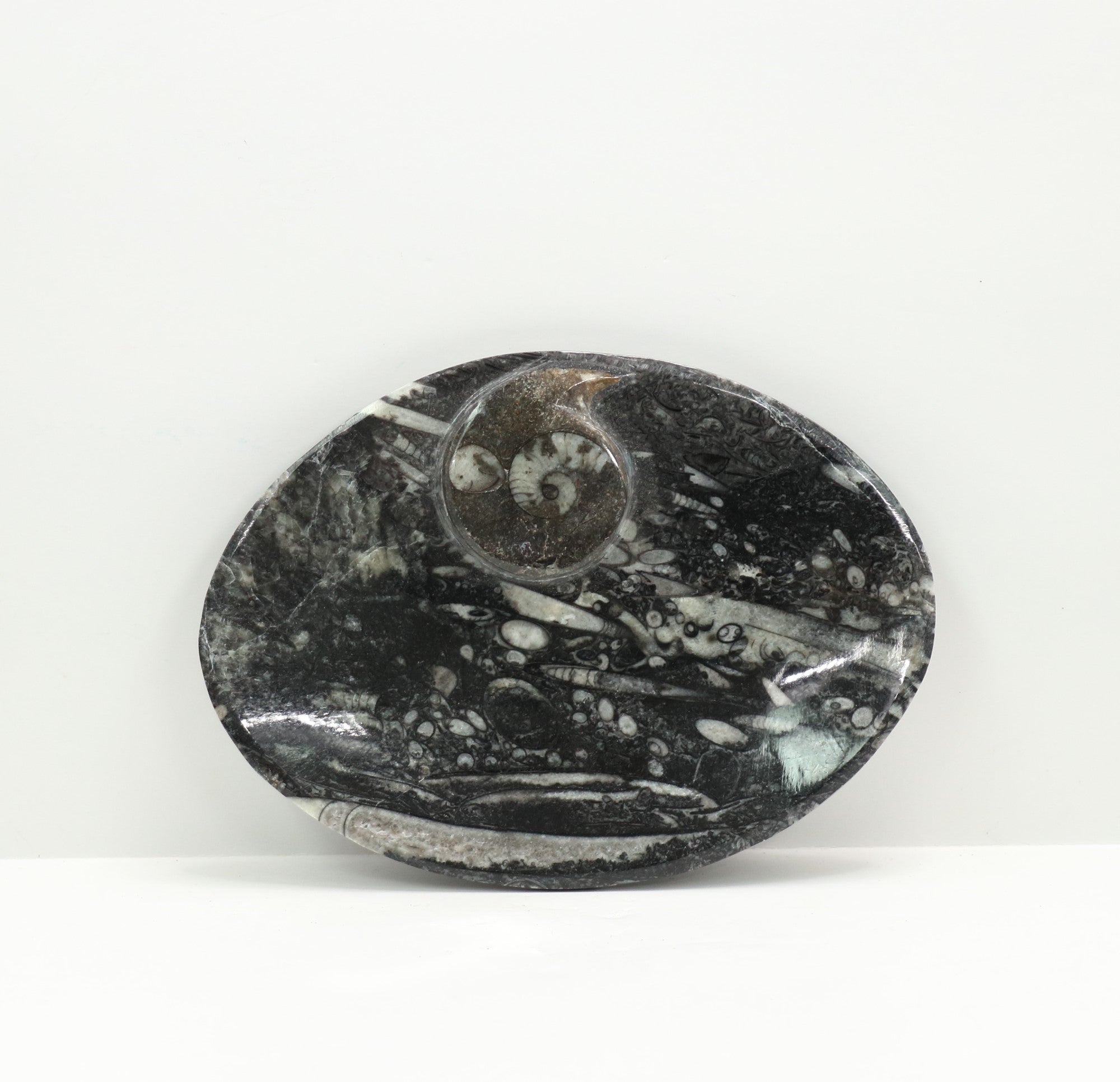 Ammonite Fossil, Dish, 4" x 5" Inch, Standard Size