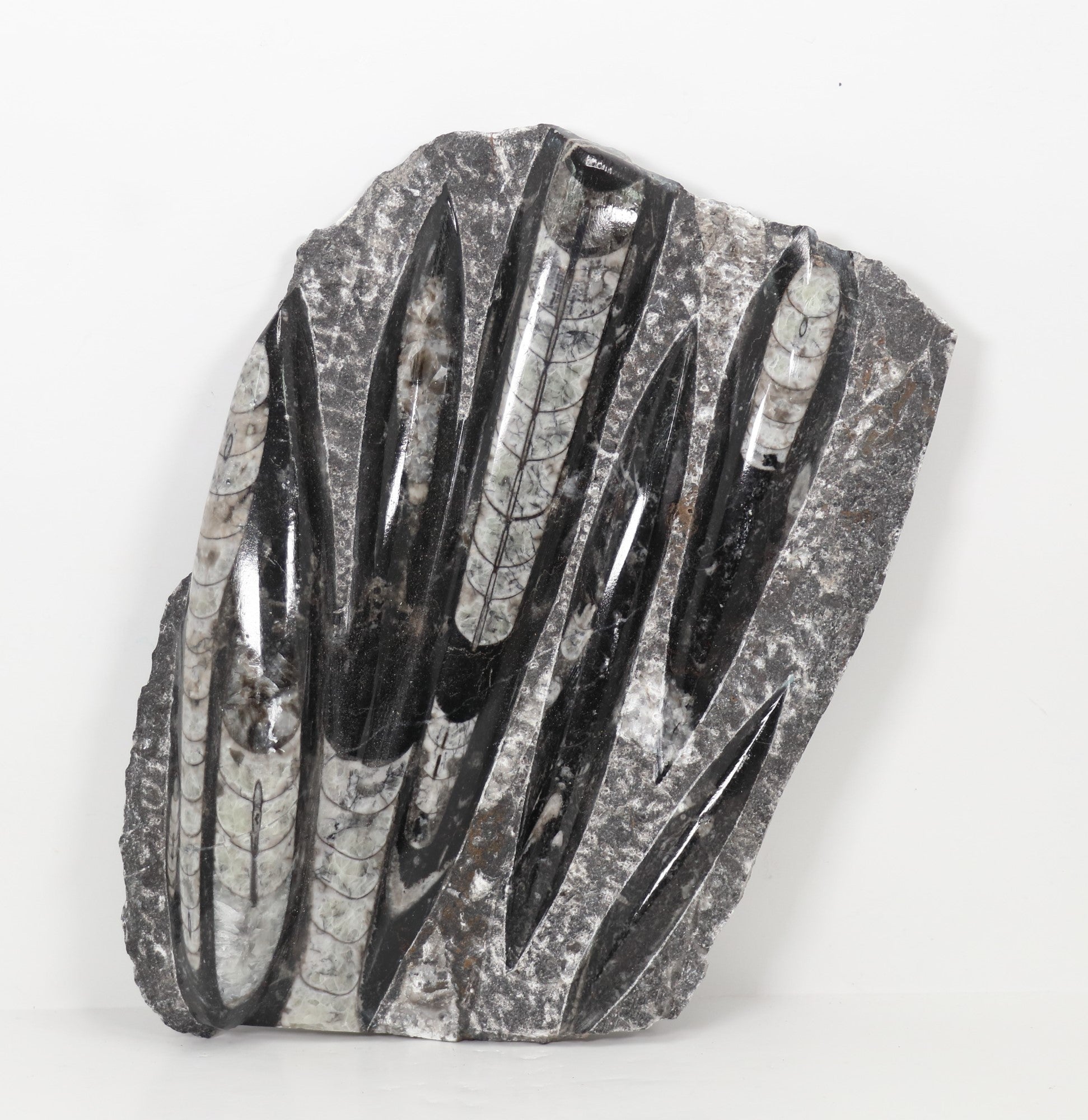 Orthoceras Multi Fossil, Natural on Rock, 6" x  8" Inch, Standard Size