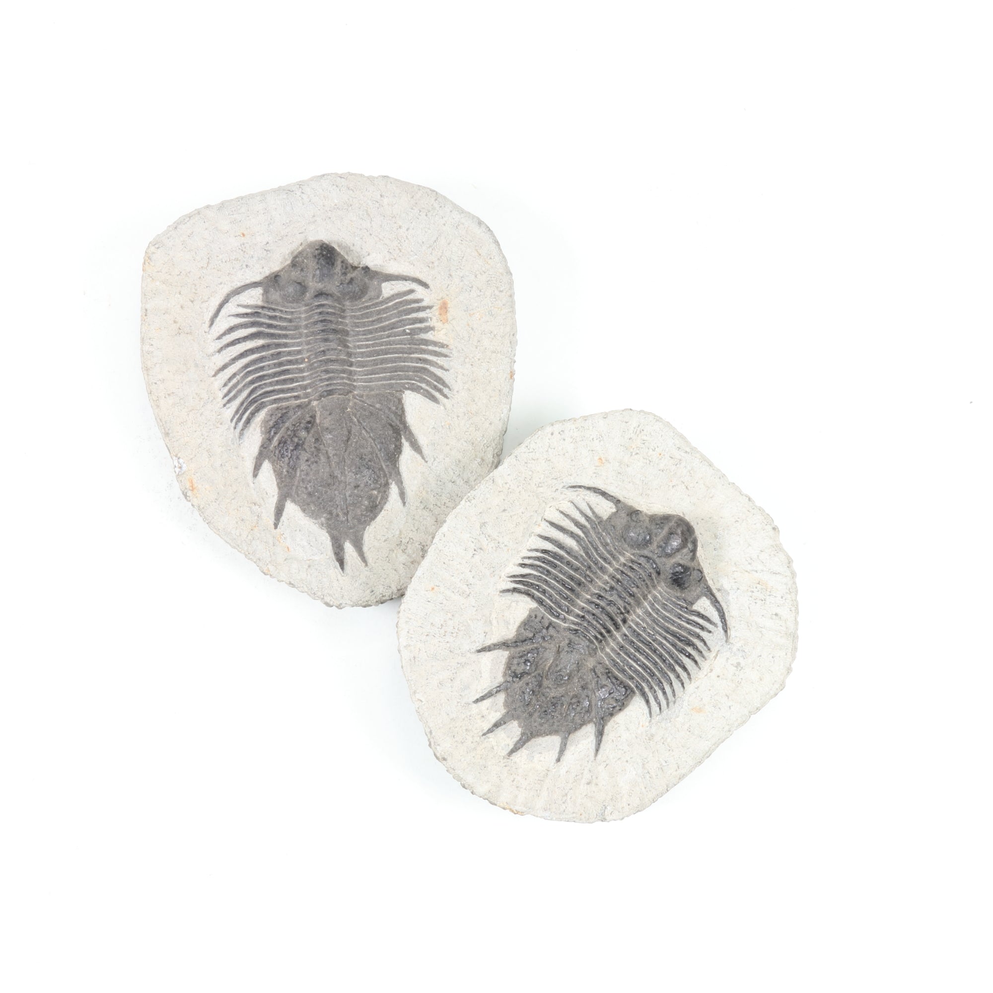 Trilobite Fossil, Natural on Rock, 3-5" Inch,XLarge Size