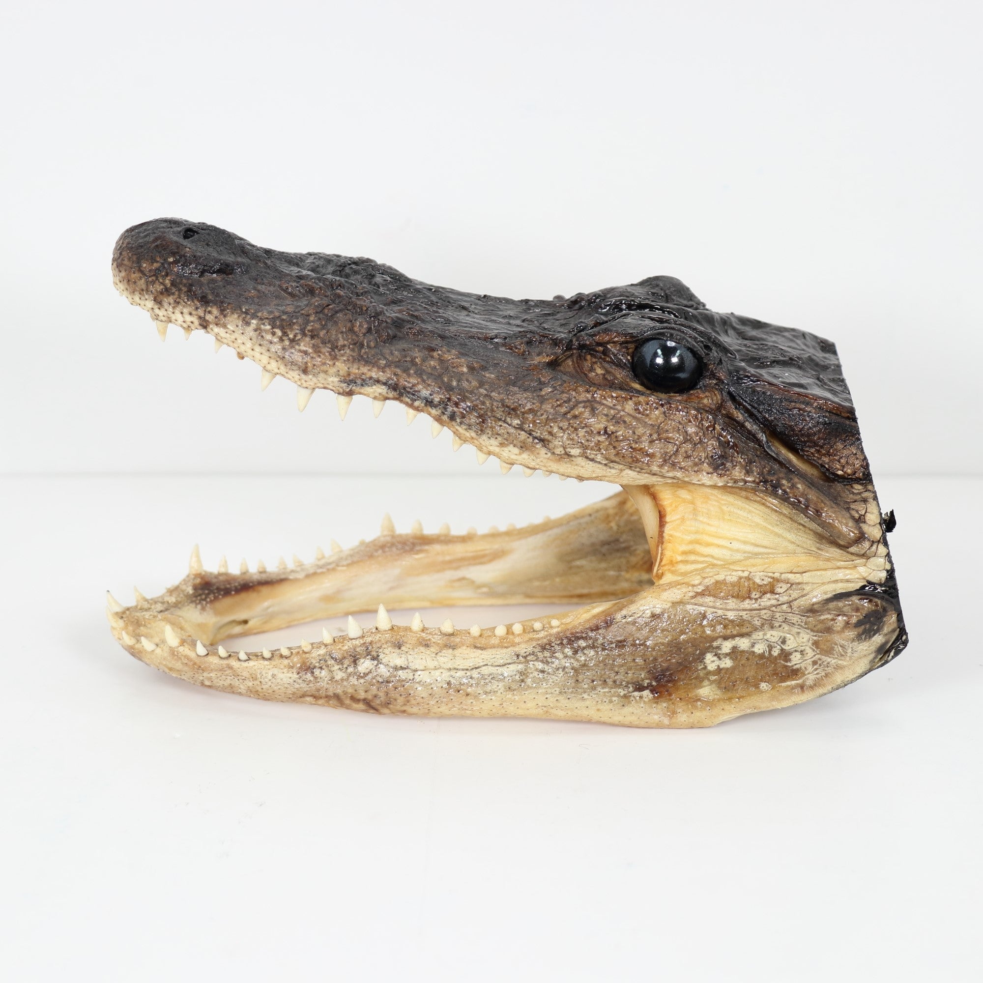 Crocodile Head, 7" x 4" Inch, #001