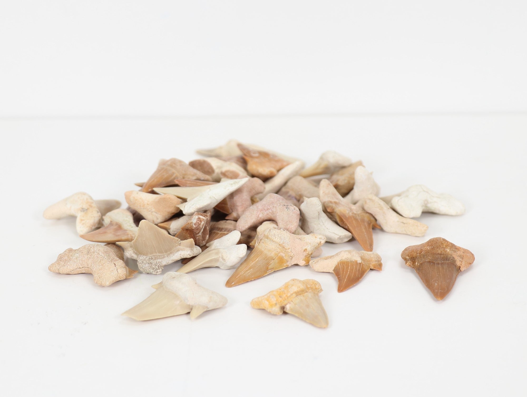 Shark Teeth, 1" Inch, #001